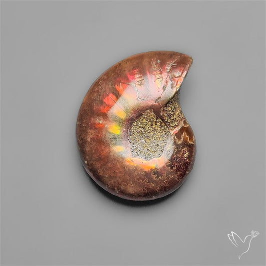 Rare Opalized Ammonite Fossil with Ammolite Sheen