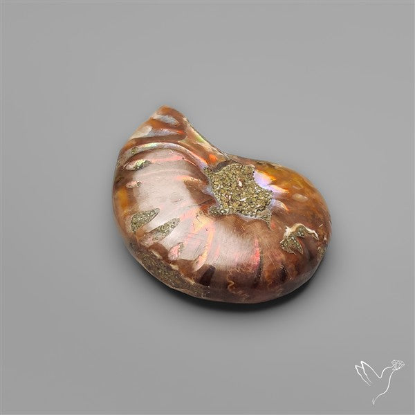 Rare Opalized Ammonite Fossil with Ammolite Sheen