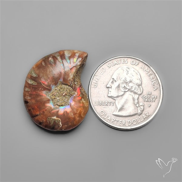 Rare Opalized Ammonite Fossil with Ammolite Sheen