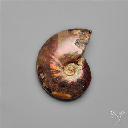 Rare Opalized Ammonite Fossil with Ammolite Sheen