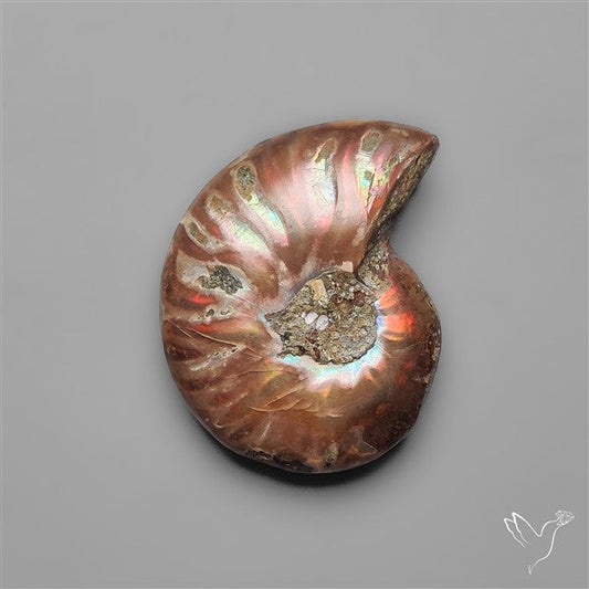 Rare Opalized Ammonite Fossil with Ammolite Sheen