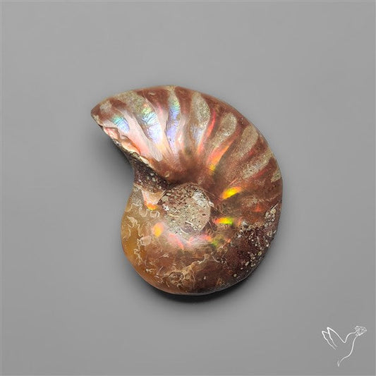Rare Opalized Ammonite Fossil with Ammolite Sheen