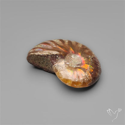 Rare Opalized Ammonite Fossil with Ammolite Sheen