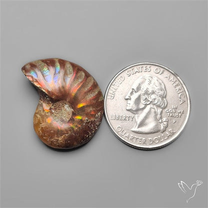 Rare Opalized Ammonite Fossil with Ammolite Sheen