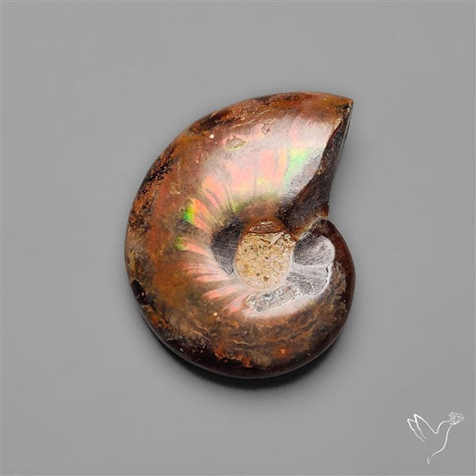 Rare Opalized Ammonite Fossil with Ammolite Sheen