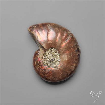 Rare Opalized Ammonite Fossil with Ammolite Sheen