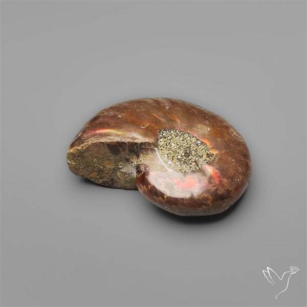 Rare Opalized Ammonite Fossil with Ammolite Sheen