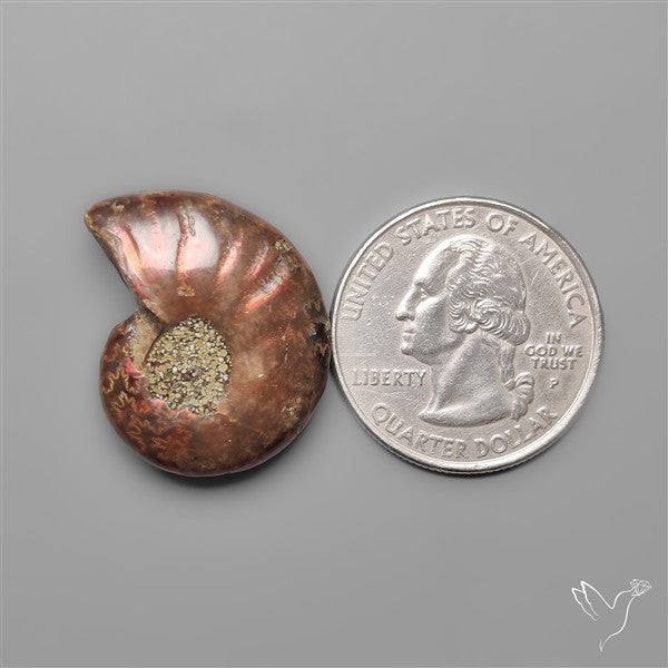 Rare Opalized Ammonite Fossil with Ammolite Sheen
