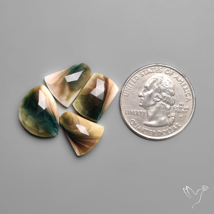 Rose Cut Shiva Eye Shells Lot