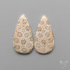 Fossil Corals Pair