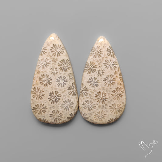 Fossil Corals Pair