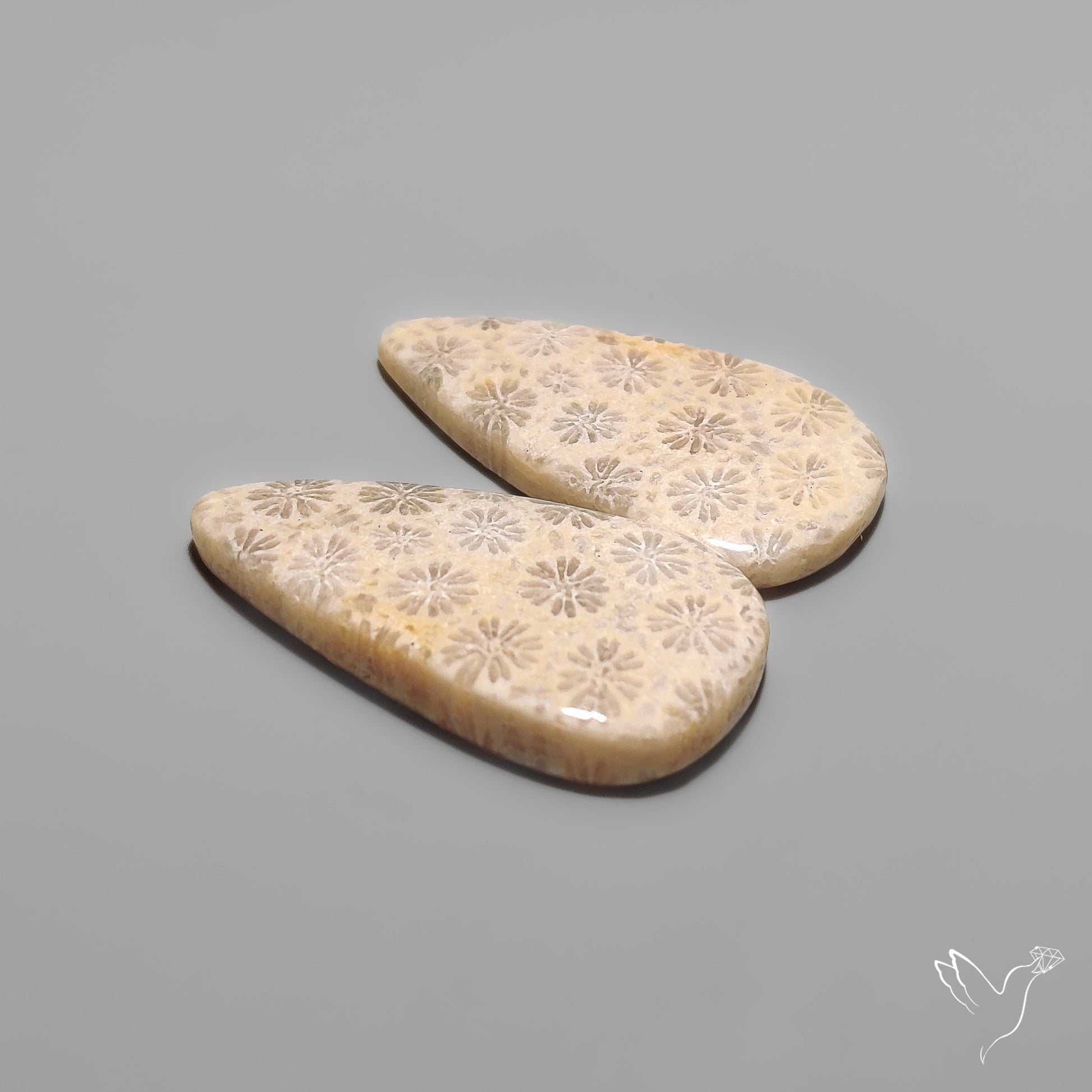 Fossil Corals Pair