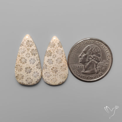 Fossil Corals Pair