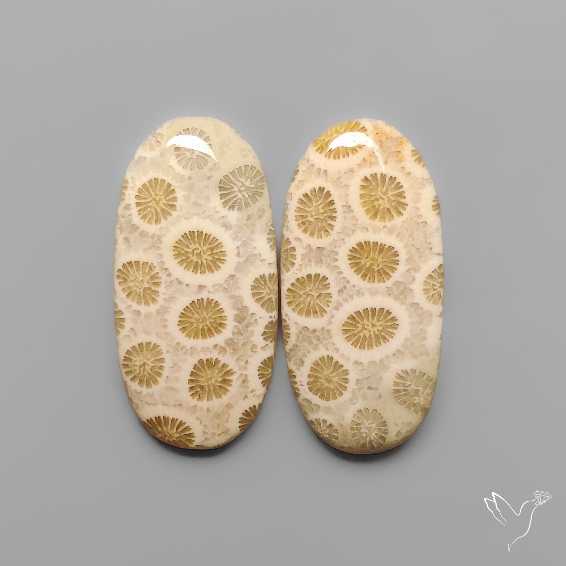 Fossil Corals Pair