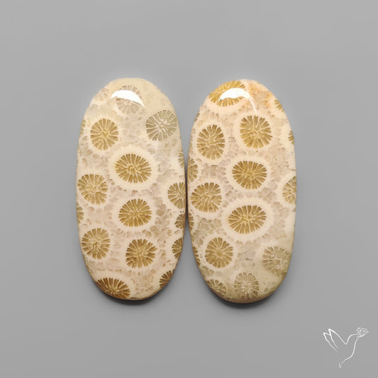 Fossil Corals Pair
