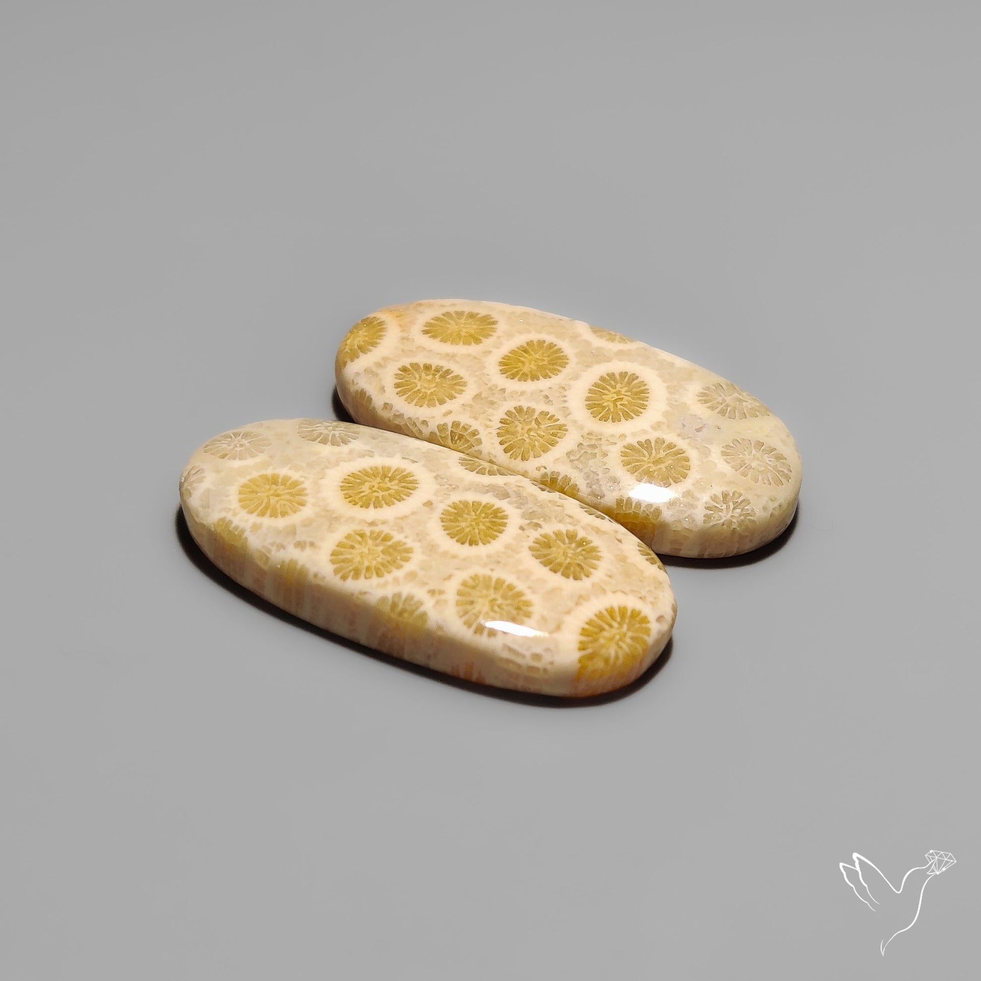 Fossil Corals Pair