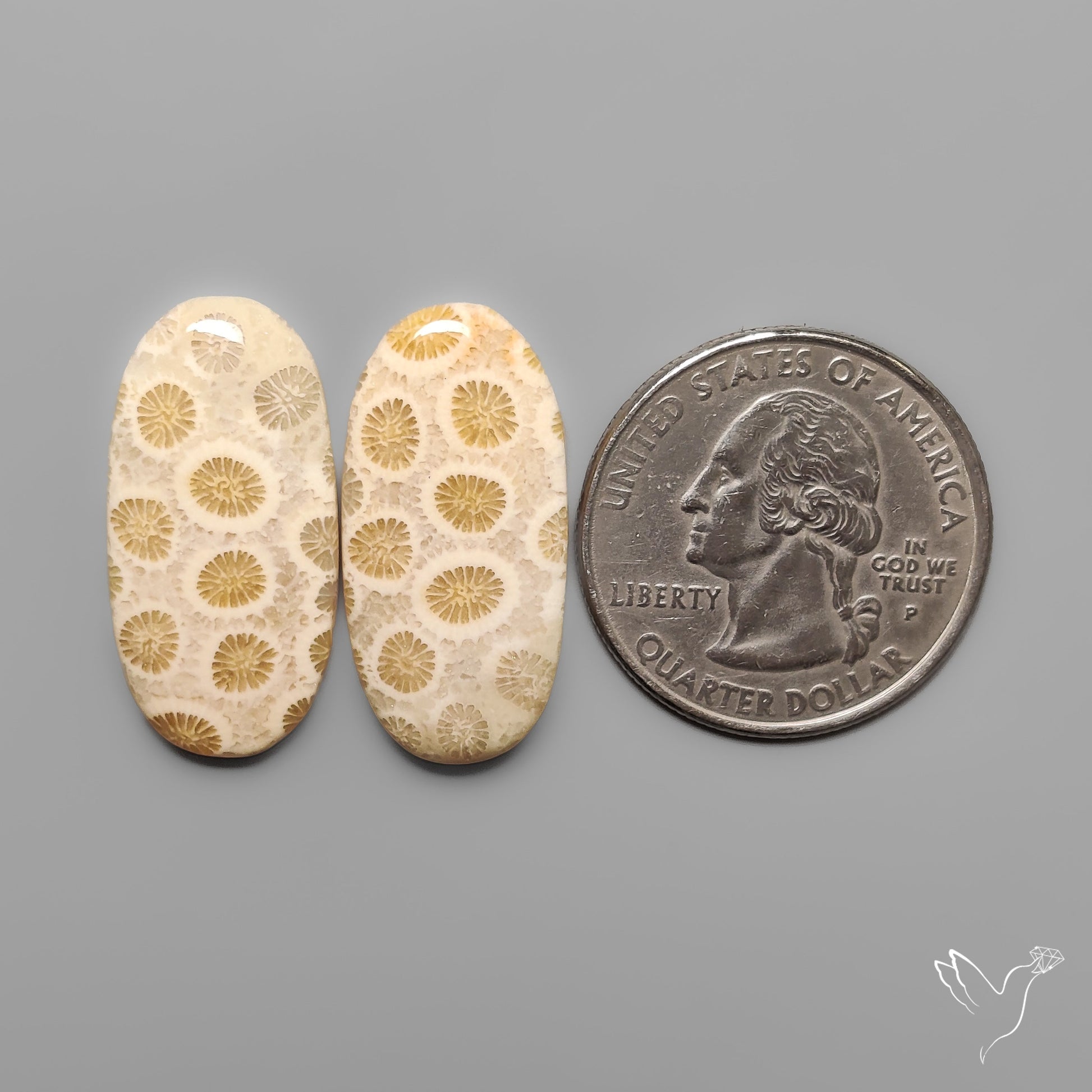 Fossil Corals Pair