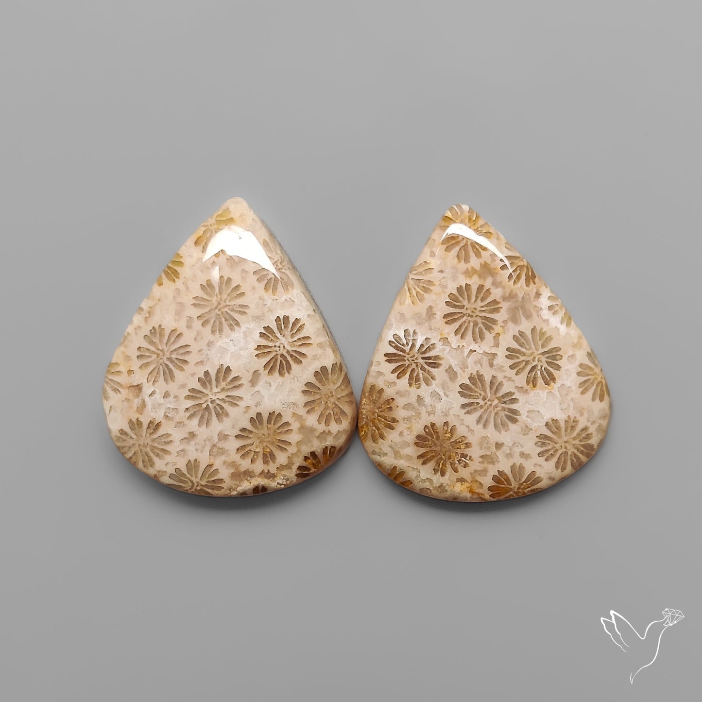 Fossil Corals Pair