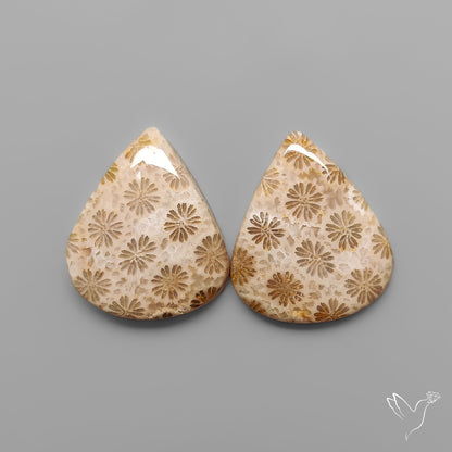 Fossil Corals Pair