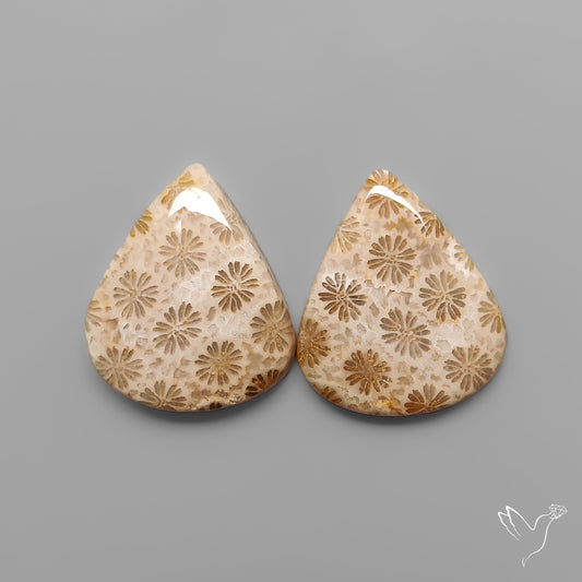 Fossil Corals Pair