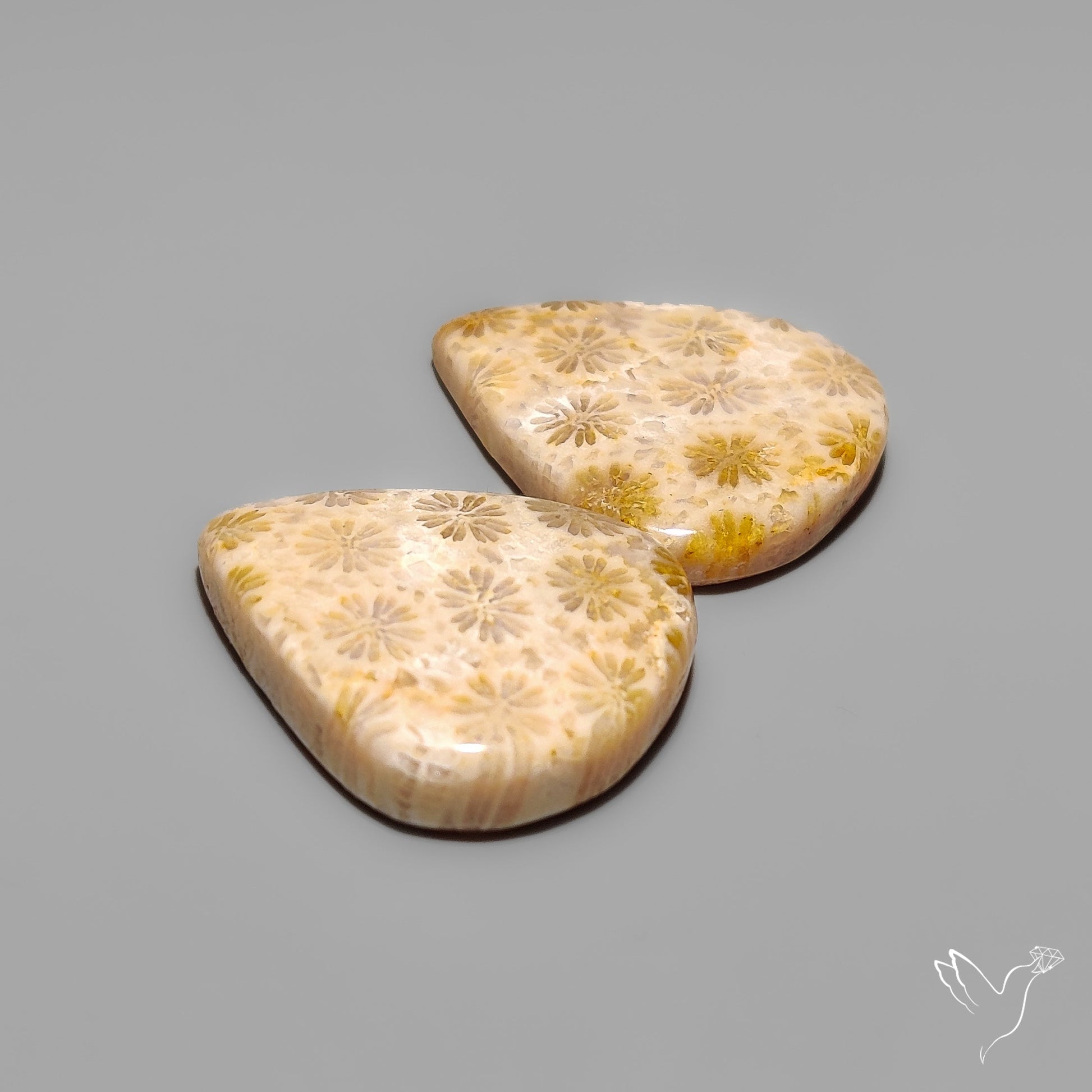 Fossil Corals Pair
