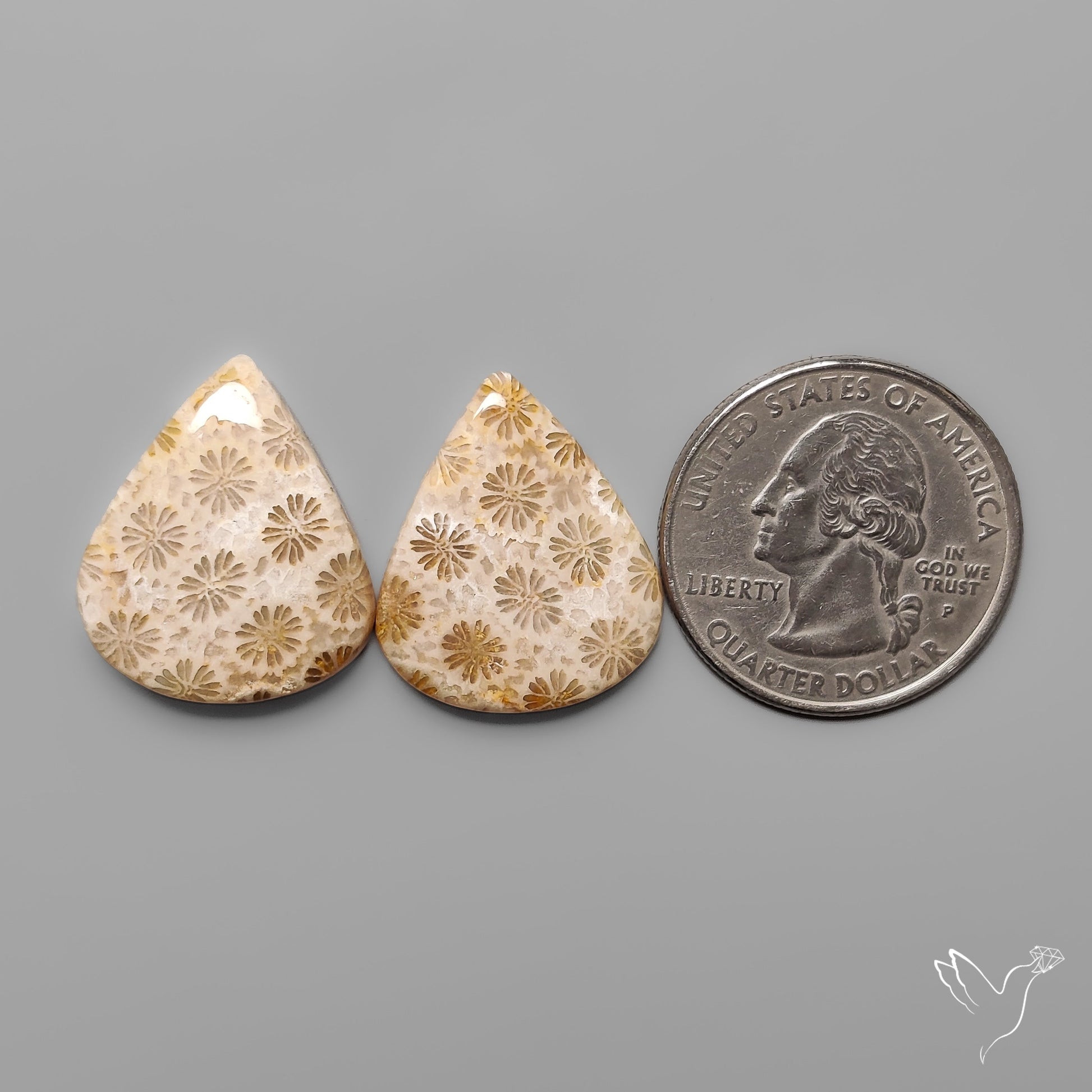 Fossil Corals Pair