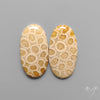 Fossil Corals Pair