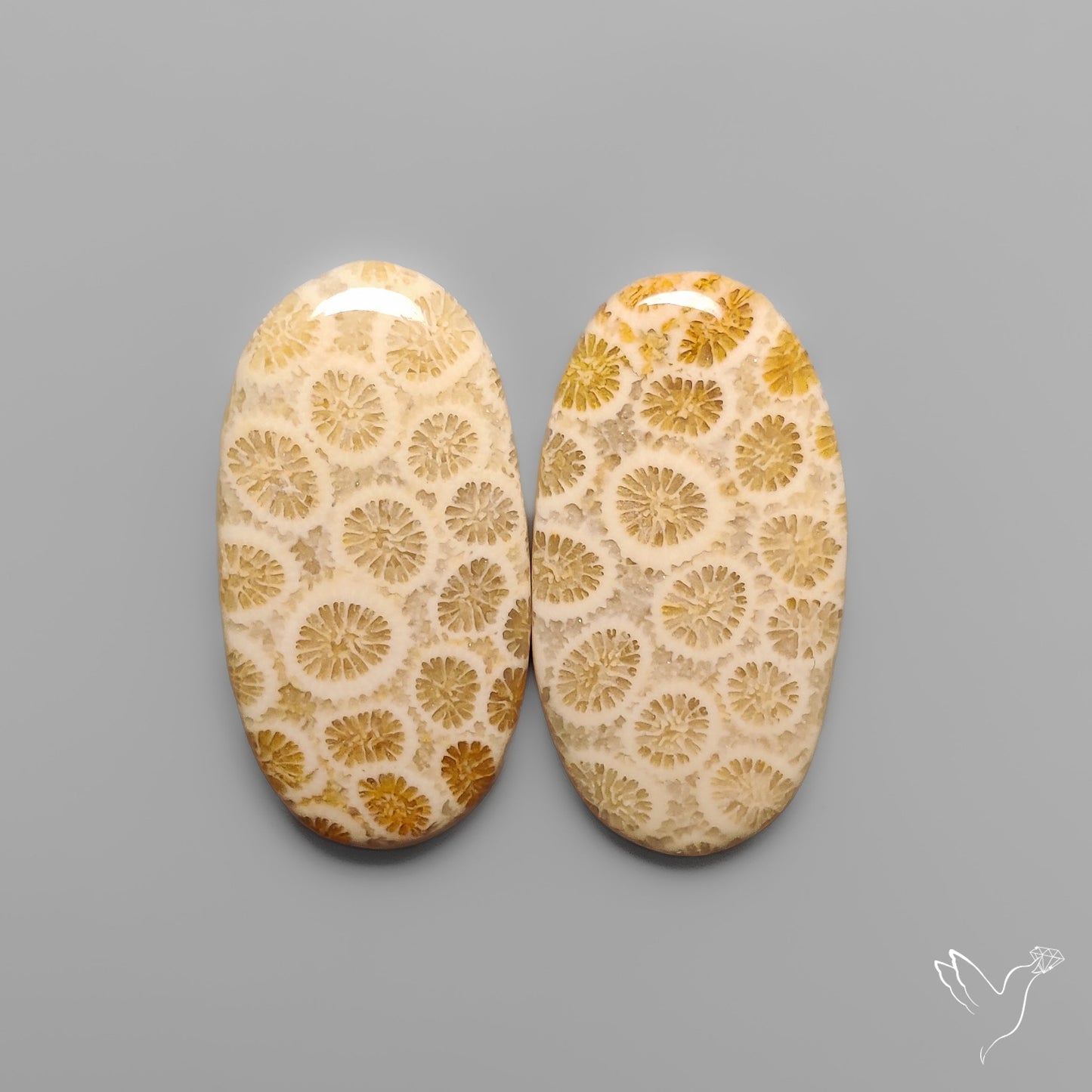Fossil Corals Pair