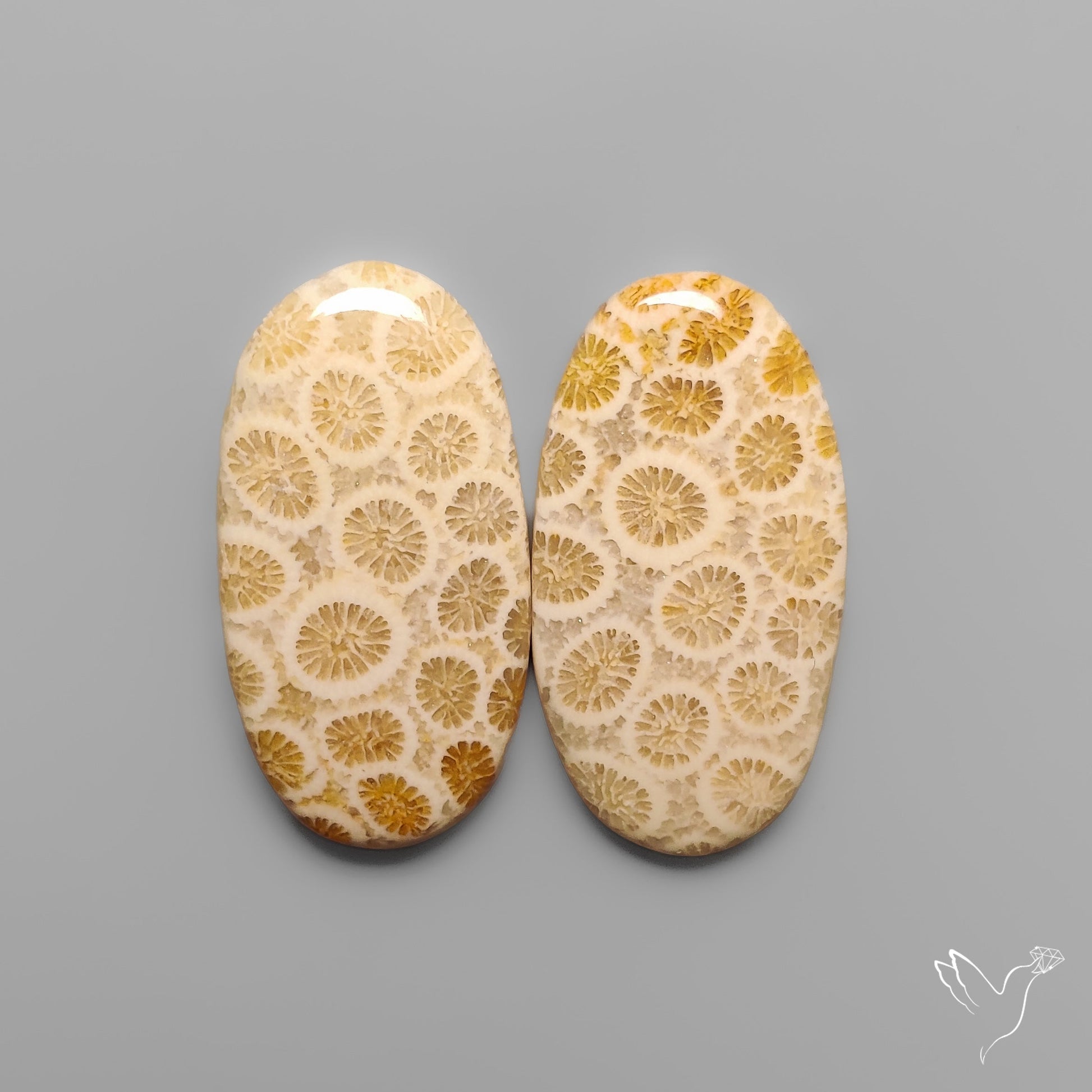 Fossil Corals Pair