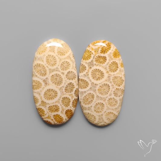 Fossil Corals Pair