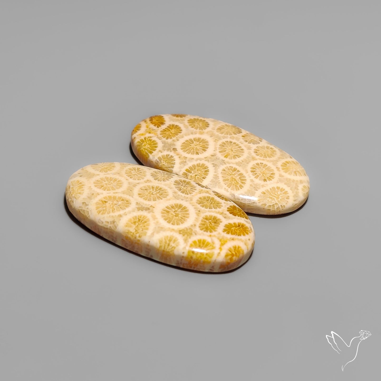 Fossil Corals Pair