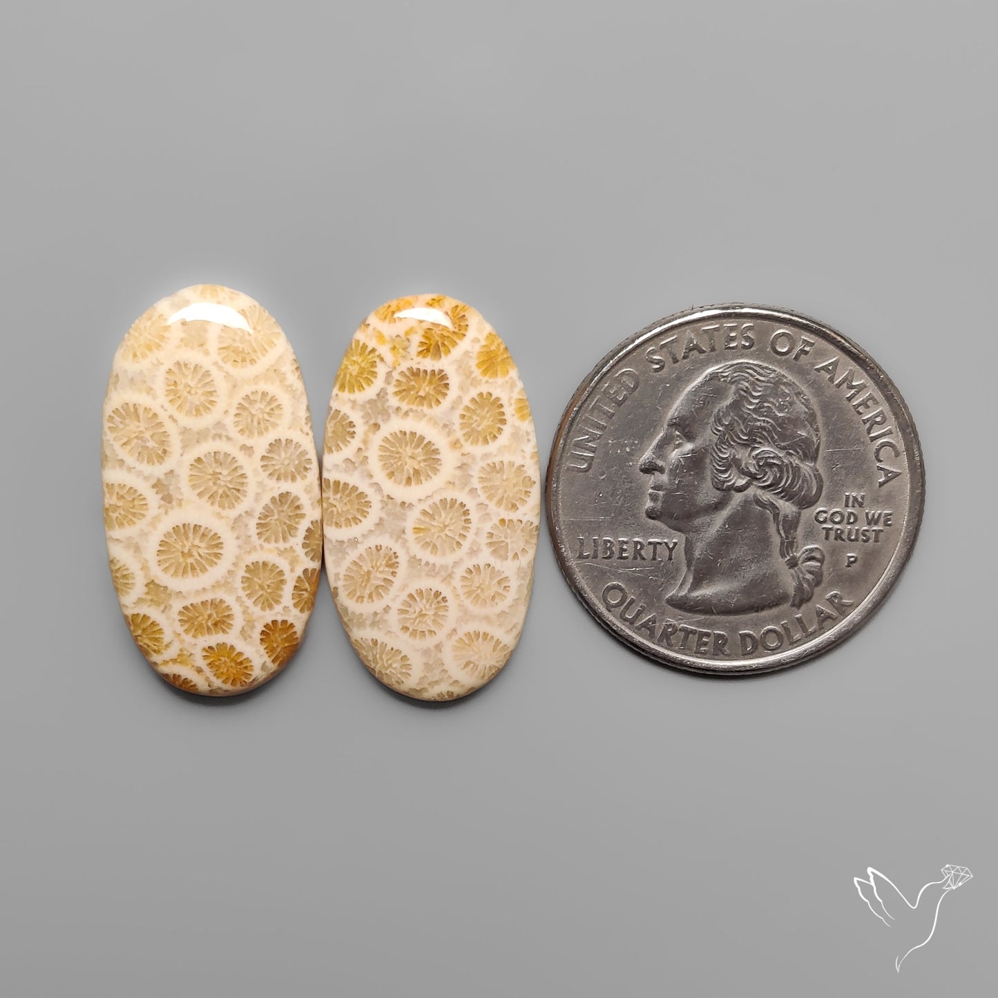 Fossil Corals Pair