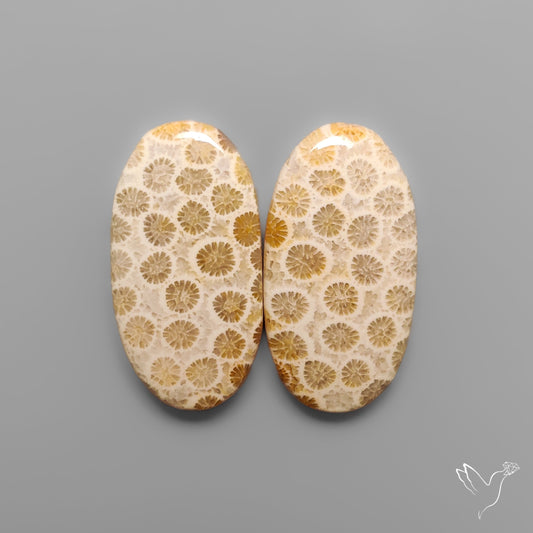 Fossil Corals Pair
