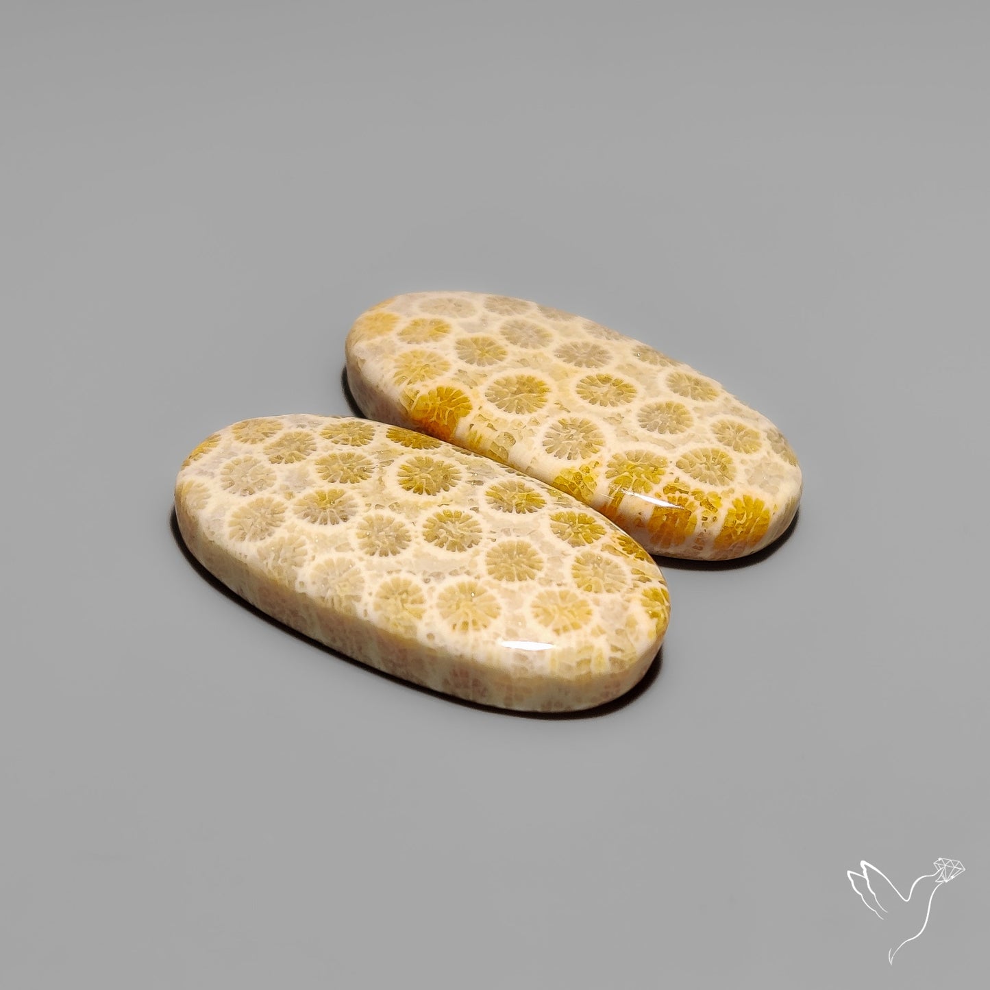 Fossil Corals Pair