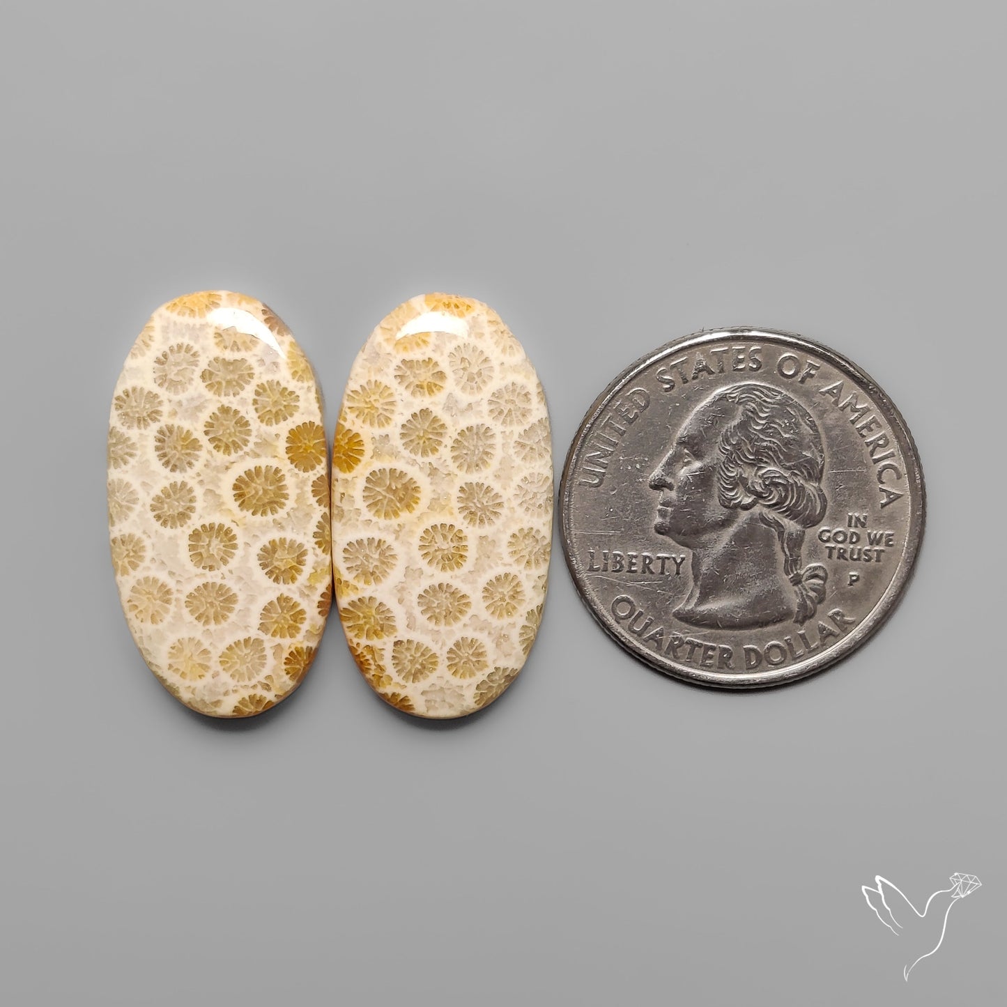 Fossil Corals Pair
