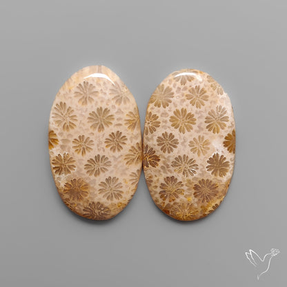 Fossil Corals Pair