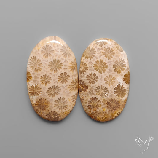 Fossil Corals Pair