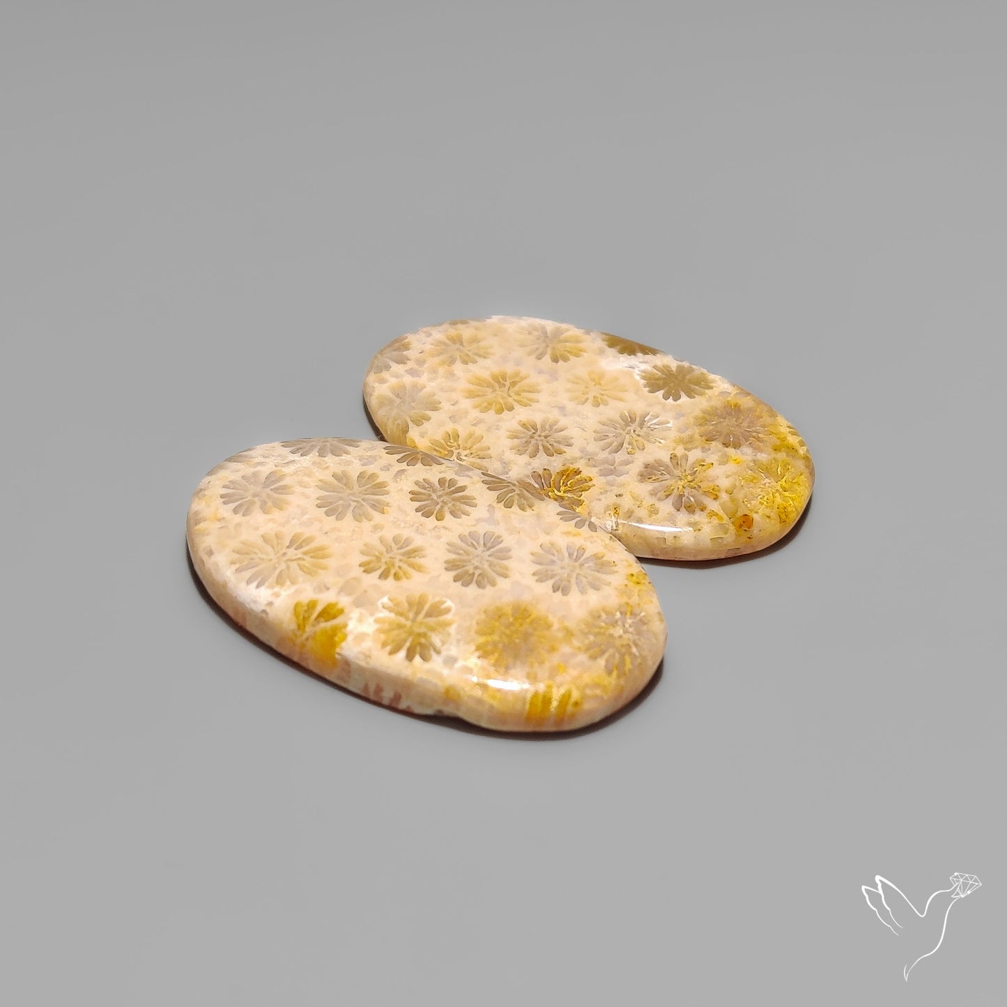 Fossil Corals Pair