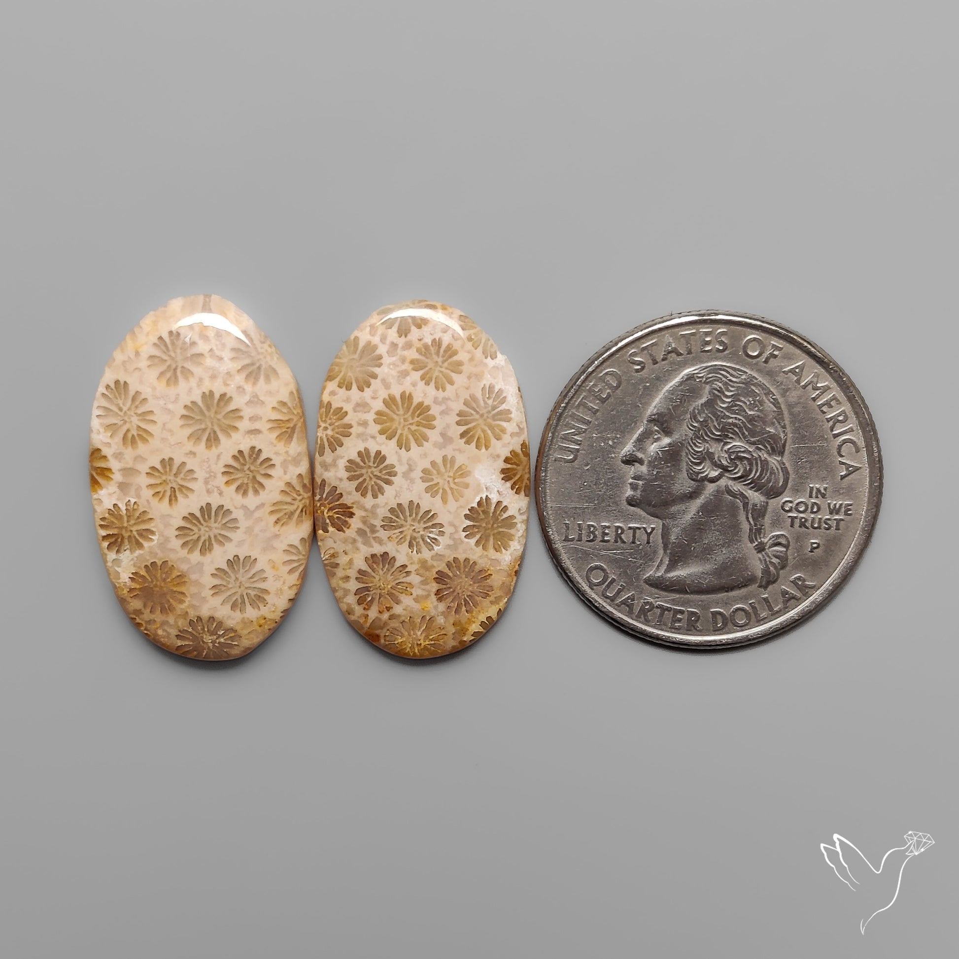 Fossil Corals Pair