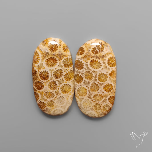 Fossil Corals Pair