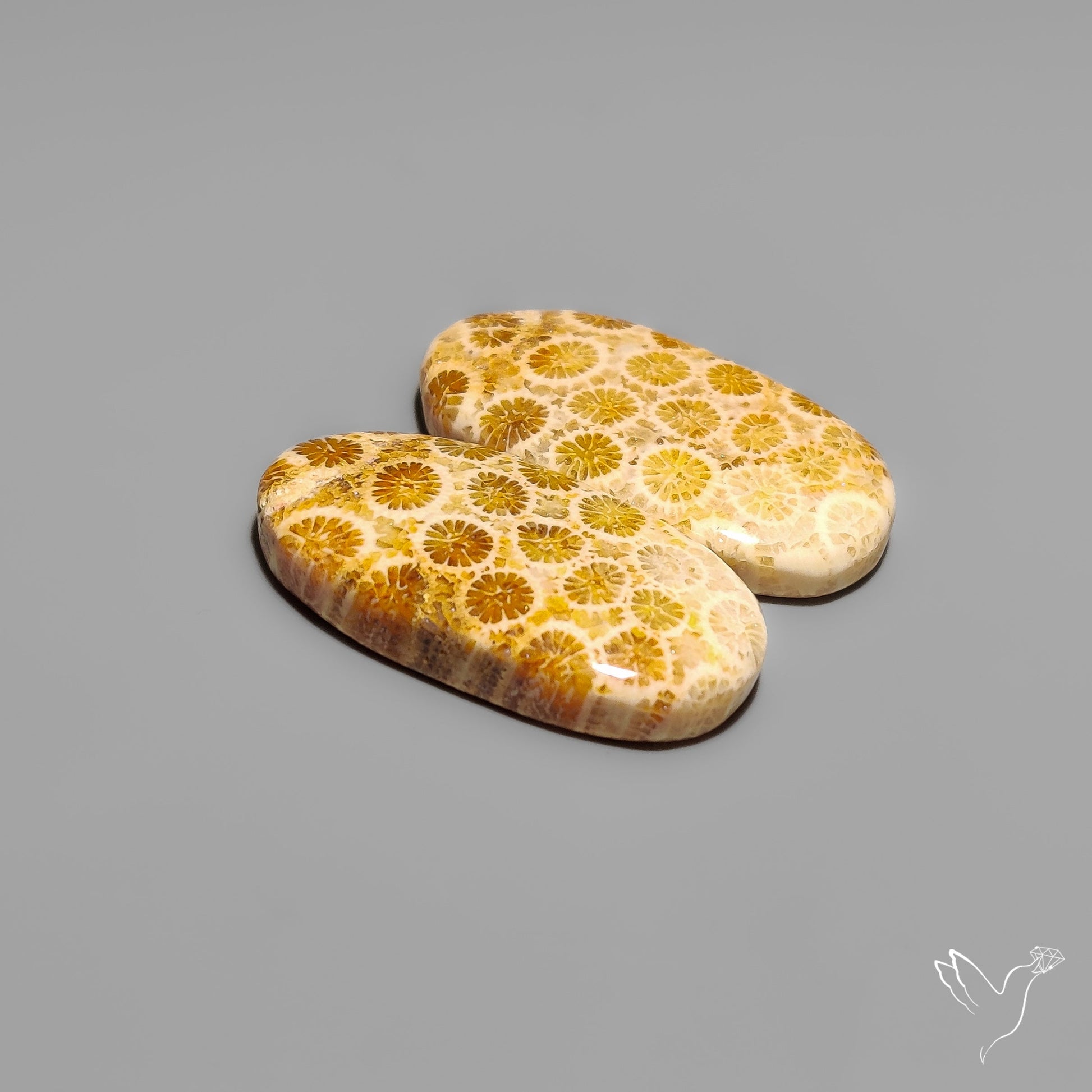 Fossil Corals Pair