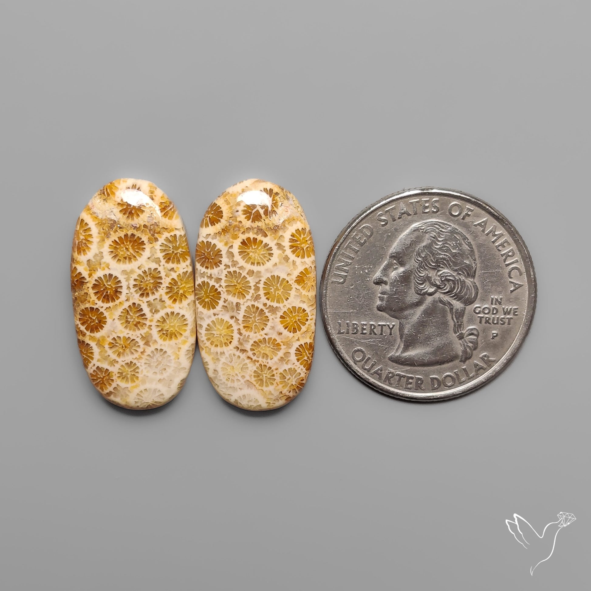 Fossil Corals Pair