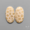 Fossil Corals Pair