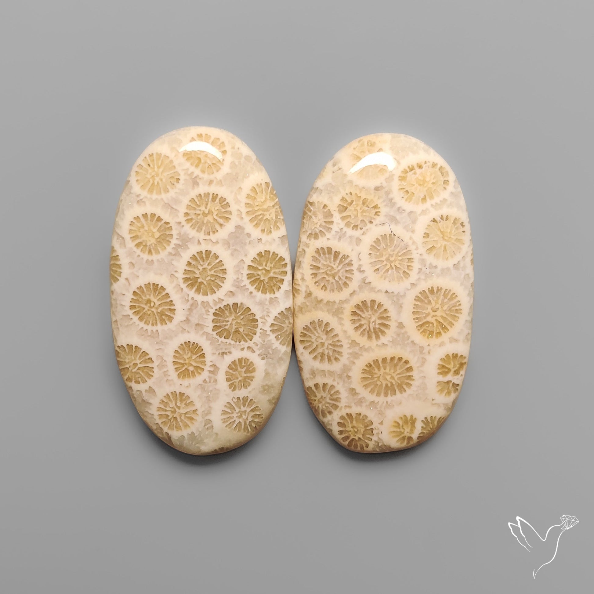 Fossil Corals Pair