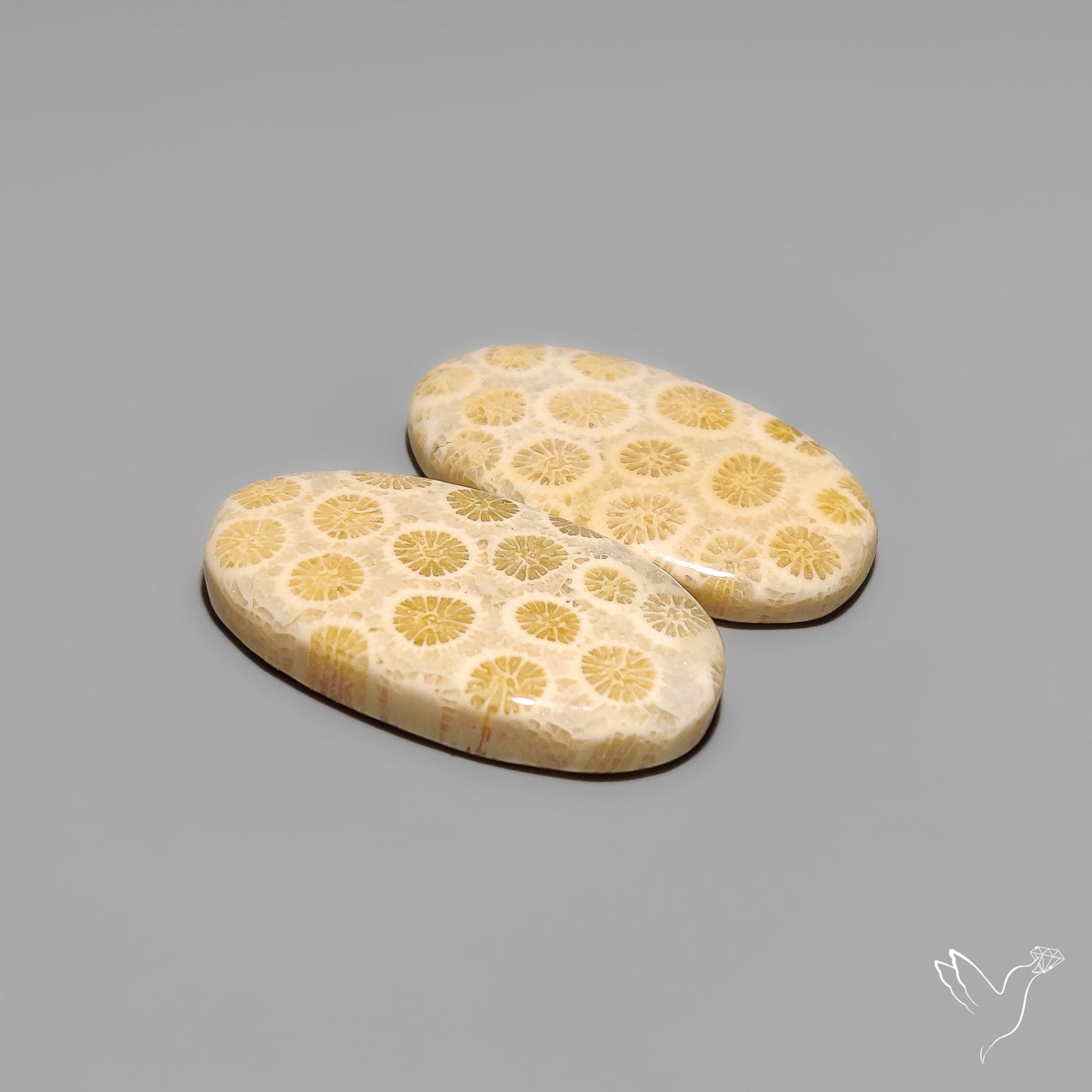 Fossil Corals Pair