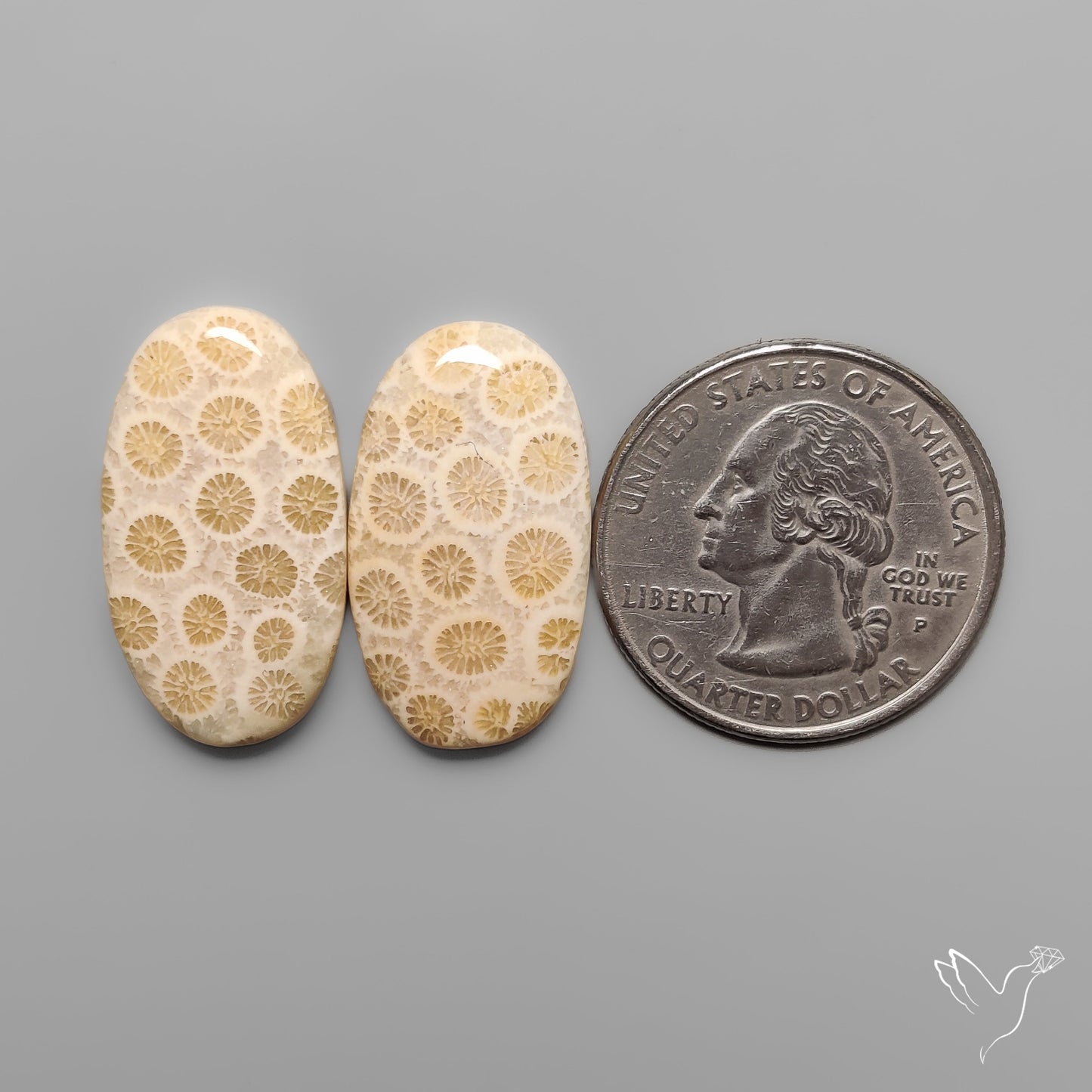 Fossil Corals Pair