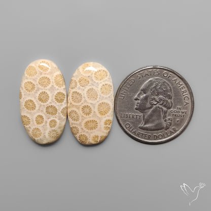 Fossil Corals Pair