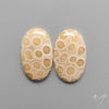 Fossil Corals Pair