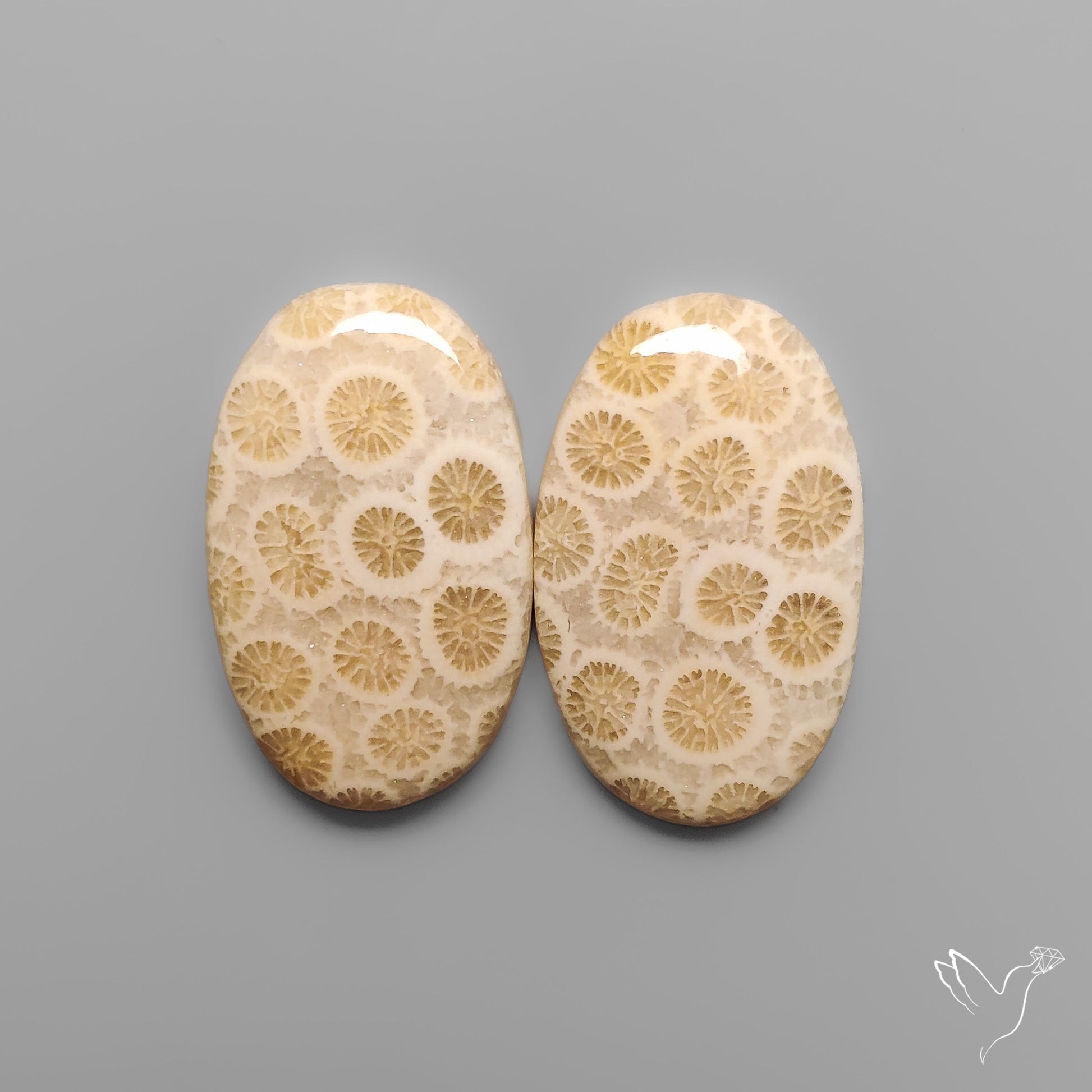 Fossil Corals Pair