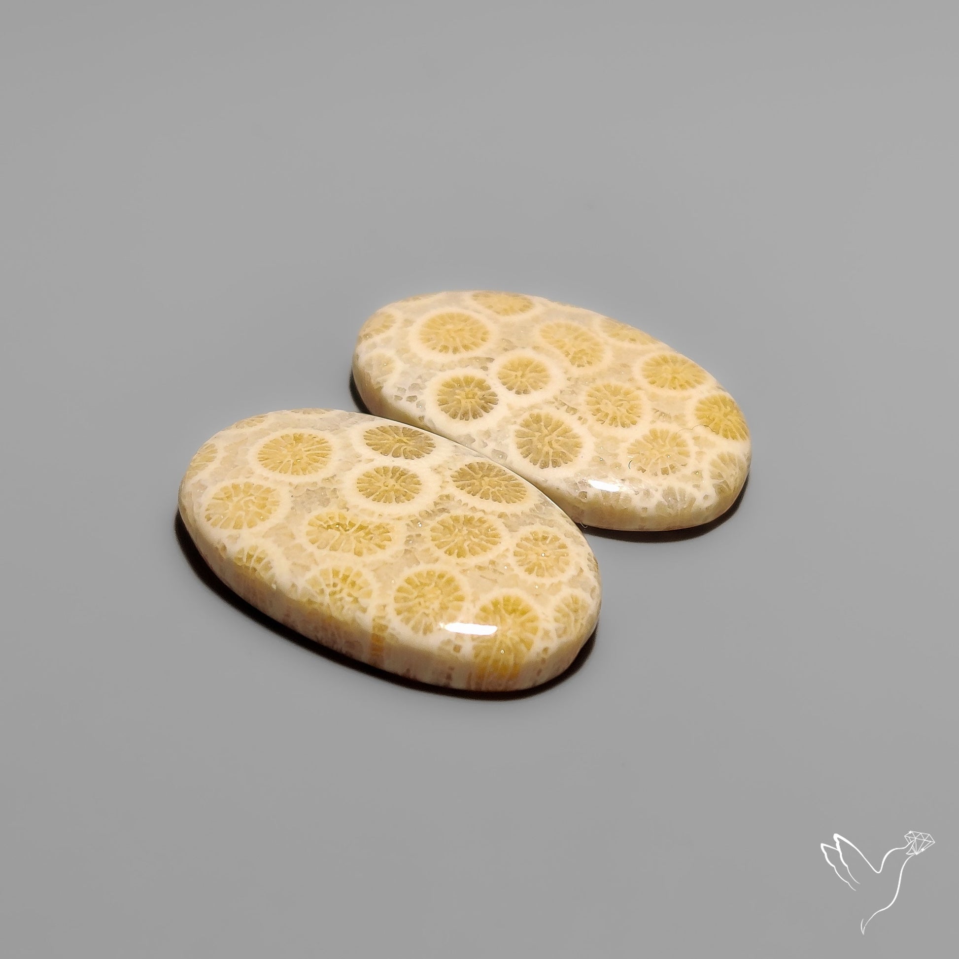 Fossil Corals Pair